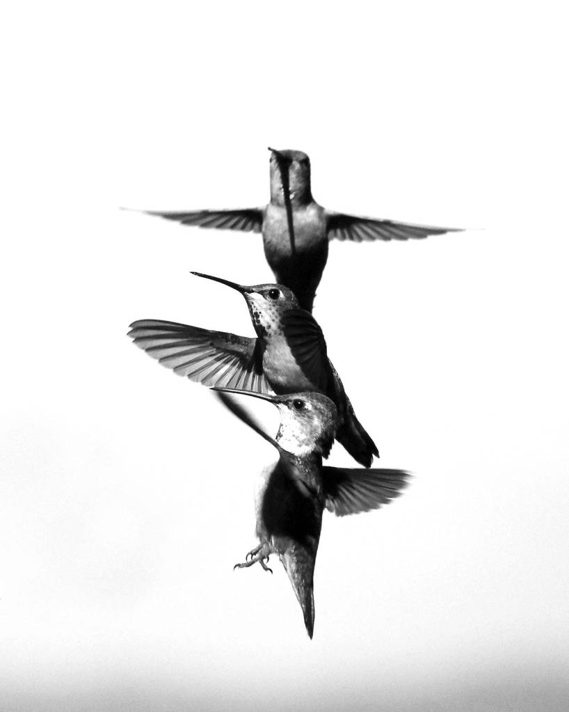 Maddox Malcolm&rsquo;s hummingbird photo was a Select Finalist.