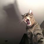 Mount Si students have outstanding showing at state photography contest