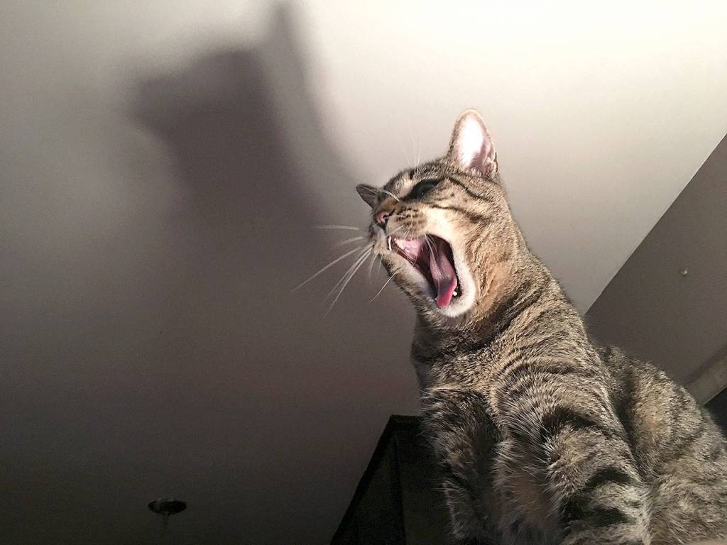 Mount Si students have outstanding showing at state photography contest