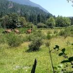 Mules grazing on the Dahlgren Property in North Bend, the site of the proposed 158-unit housing development. (Courtesy Photo)