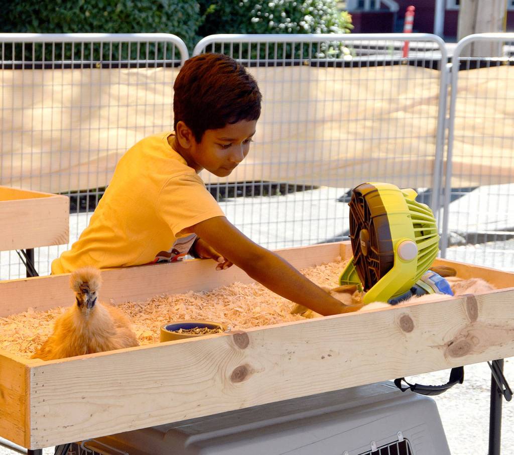 Shravan Ranganathan pets a sleeping chicken at the Block Party&rsquo;s petting zoo. Carol Ladwig/Staff Photo