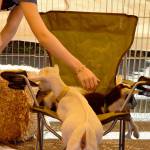 Young goats at the petting zoo compete for a spot in a folding chair Saturday. Carol Ladwig/Staff Photo