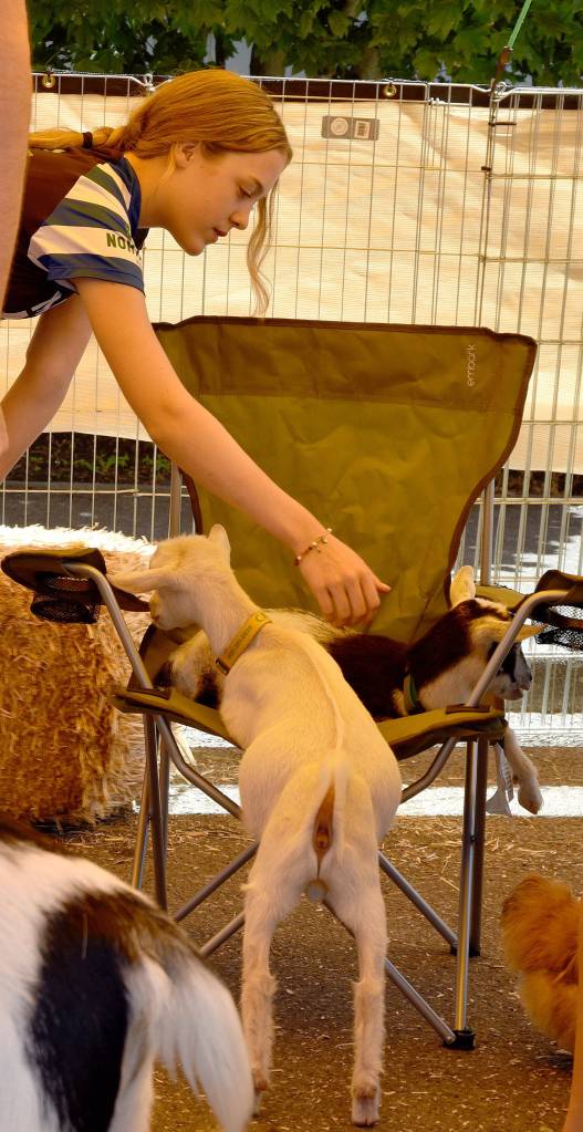 Young goats at the petting zoo compete for a spot in a folding chair Saturday. Carol Ladwig/Staff Photo