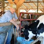 George Magnochi with his heifer Cora, the descendent of a Carnation Farm bull from the 1960s. (Evan Pappas/Staff Photo)