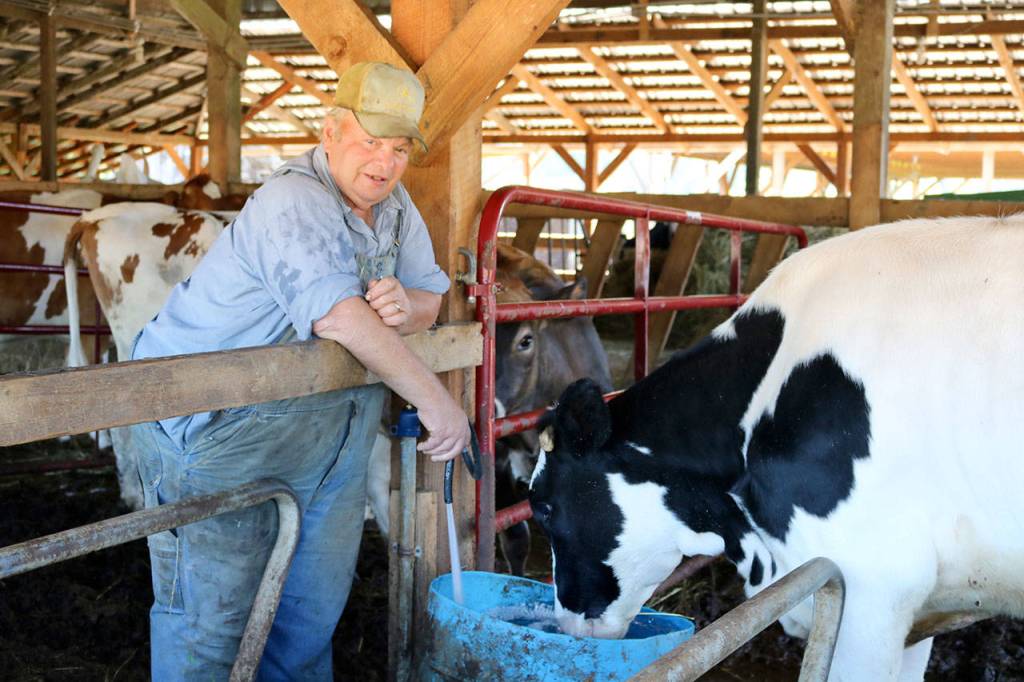 George Magnochi with his heifer Cora, the descendent of a Carnation Farm bull from the 1960s. (Evan Pappas/Staff Photo)