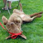The winner of the 2015 Pet Contest, Sandy Kangas&rsquo; dog, rolls on his back in celebration. This year&rsquo;s Amazing Pet Contest is Sunday, starting at 12:30 p.m. at the Community Stage.                                (Carol Ladwig/File Photo)