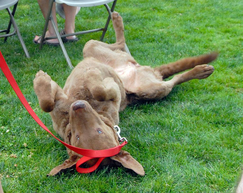 The winner of the 2015 Pet Contest, Sandy Kangas&rsquo; dog, rolls on his back in celebration. This year&rsquo;s Amazing Pet Contest is Sunday, starting at 12:30 p.m. at the Community Stage.                                (Carol Ladwig/File Photo)
