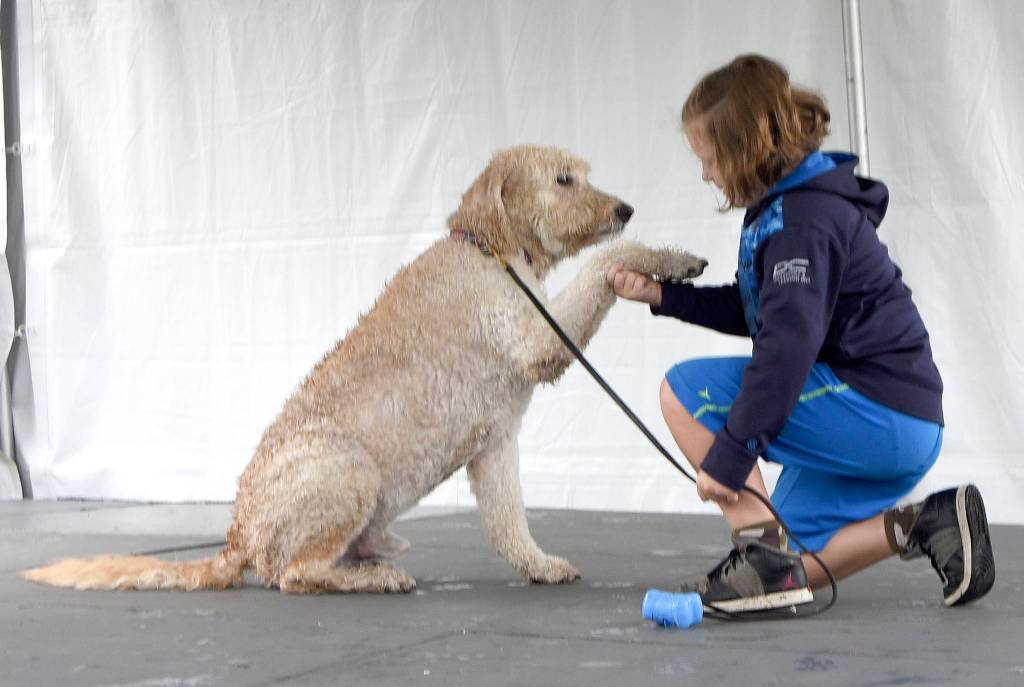 Addison Church shakes with her dog Ruger in the Amazing Pets Contest. (Carol Ladwig/Staff Photo)