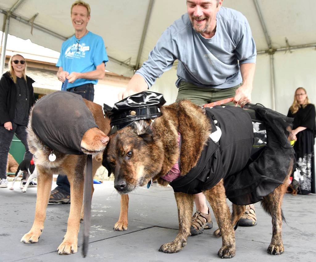 J.D. Duggan adjusts &ldquo;police dog&rdquo; Sooki&rsquo;s hat as he, with Scott Massengill and the costumed Apollo, presented their cops-and-robbers themed pet costume entry Sunday. The team took first place in the costume category of the Amazing Pets Contest. (Carol Ladwig/Staff Photo)