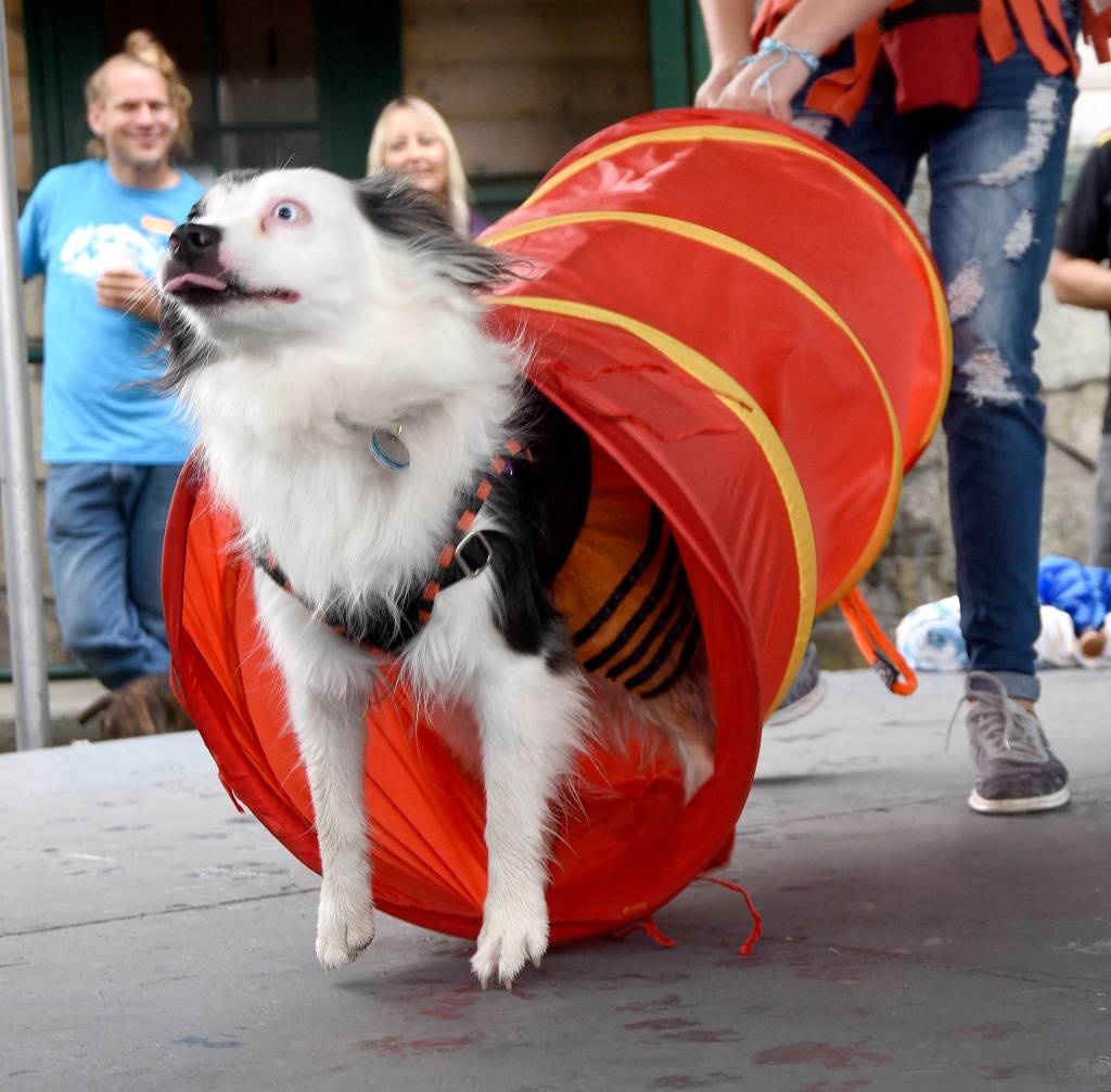 Jessica Good&rsquo;s dog Patches emerges from her tunnel to loud cheers from the crowd in the Amazing Pets Contest. (Carol Ladwig/Staff Photo)