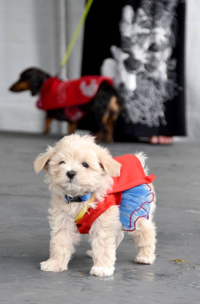 Molly the Wonder Dog. (Carol Ladwig/Staff Photo)