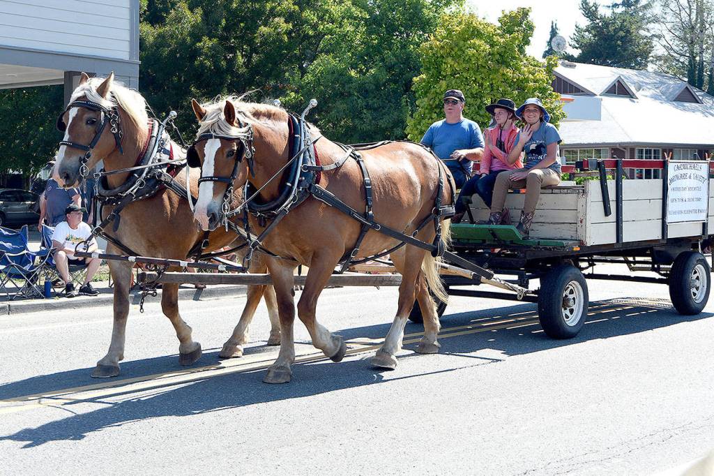 Belgian horses pull the Carmichael&rsquo;s hardware parade float. Carmichaels is offering free wagon rides this year from noon to 3 p.m. along Falls Avenue. File Photo