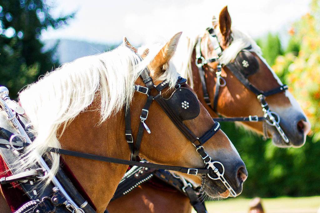 Beautiful Belgian horses pulled the Carmichael&rsquo;s Hardware float in Saturday&rsquo;s Railroad Days parade.                                (Jessie Koon Photo)