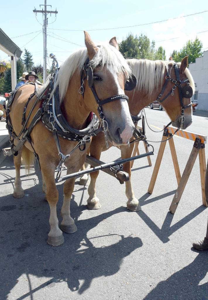 Belgian horses stand ready to pull a wagonload of passengers from Carmichael&rsquo;s Hardware along Falls Avenue Saturday, during the Railroad Days festivities.                                 (Carol Ladwig/Staff Photo)