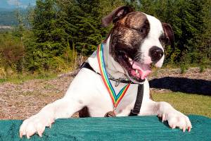 Doggiestock, a day of fun for dogs and their people, returns to Tollgate Farm Sept. 9