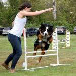 Eiger jumps an obstacle as directed by his owner, Maggie Dalzell of Medina. (Carol Ladwig/Staff Photo)