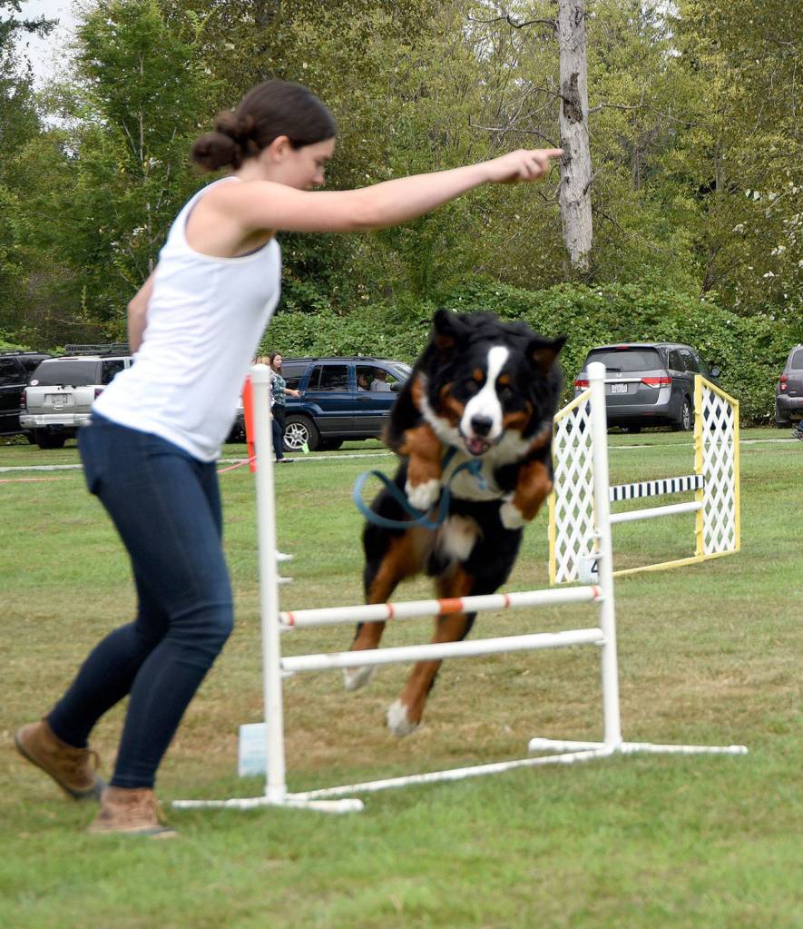 Eiger jumps an obstacle as directed by his owner, Maggie Dalzell of Medina. (Carol Ladwig/Staff Photo)