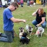 A grumble of pugs assembled at DoggieStock, around Brian and Amy Mogridge of North Bend. The pugs included Jasper (black), Pickles and Charlie (fawn), belonging to the Mogridges, and Otter and Abby (in the cone), belonging to Steven and Amanda Prom of Auburn.(Carol Ladwig/Staff Photo)