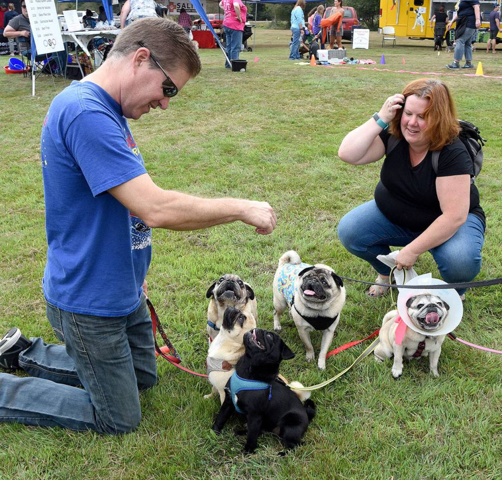 A grumble of pugs assembled at DoggieStock, around Brian and Amy Mogridge of North Bend. The pugs included Jasper (black), Pickles and Charlie (fawn), belonging to the Mogridges, and Otter and Abby (in the cone), belonging to Steven and Amanda Prom of Auburn.(Carol Ladwig/Staff Photo)