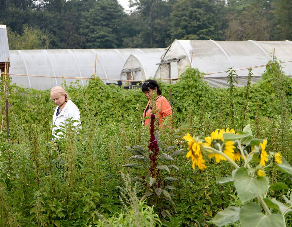 Friends Gaylin Luce and Vivian Hauer walk along the rows of crops at Jubilee Farm during Saturday&rsquo;s festivities. (Carol Ladwig/Staff Photo)