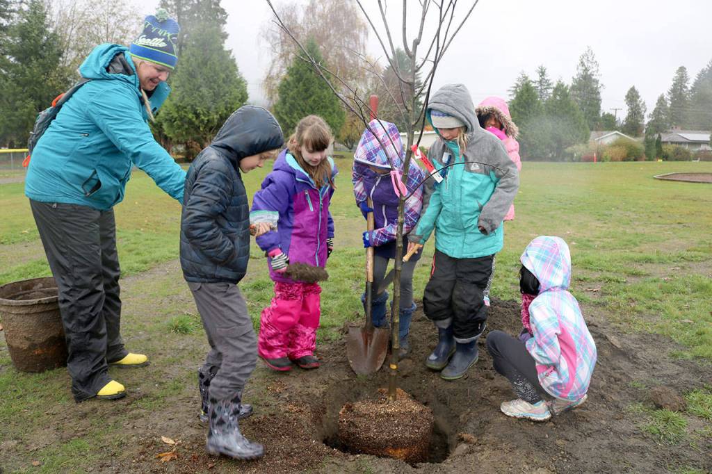 Girl Scout troop 44460 works together to plant a tree. (Evan Pappas/Staff Photo)