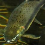 Conservationists oppose fish pens, proposed expansion of fish pen farm