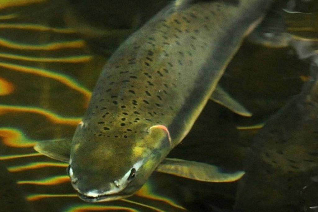 Conservationists oppose fish pens, proposed expansion of fish pen farm