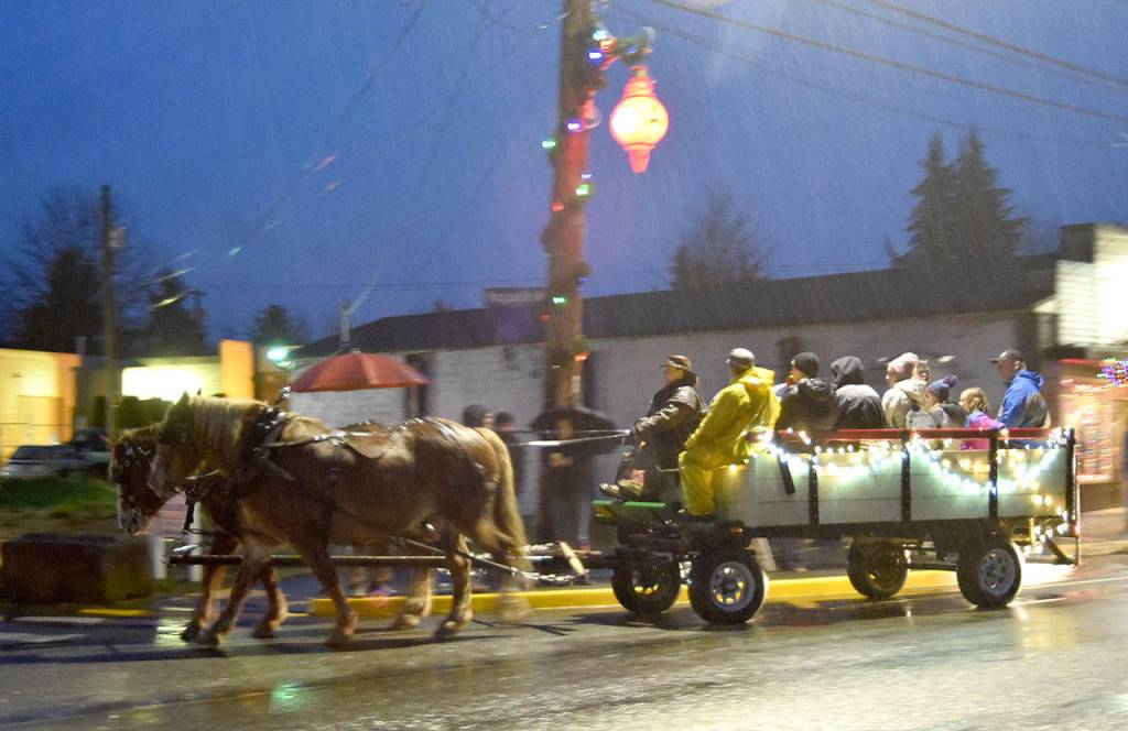 Belgian horses pull a wagonload of raincoated passengers to the Christmas in Carnation celebration Saturday. (Carol Ladwig/Staff Photo)