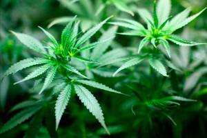 Police seize gold bars, guns during Bellevue search in massive marijuana grow-op bust