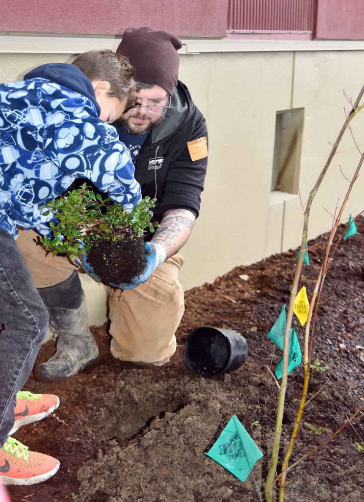 Dillon Scott lifts a Kinnickinnick shrub out of its pot for planting in the rain garden. (Carol Ladwig/Staff Photo)