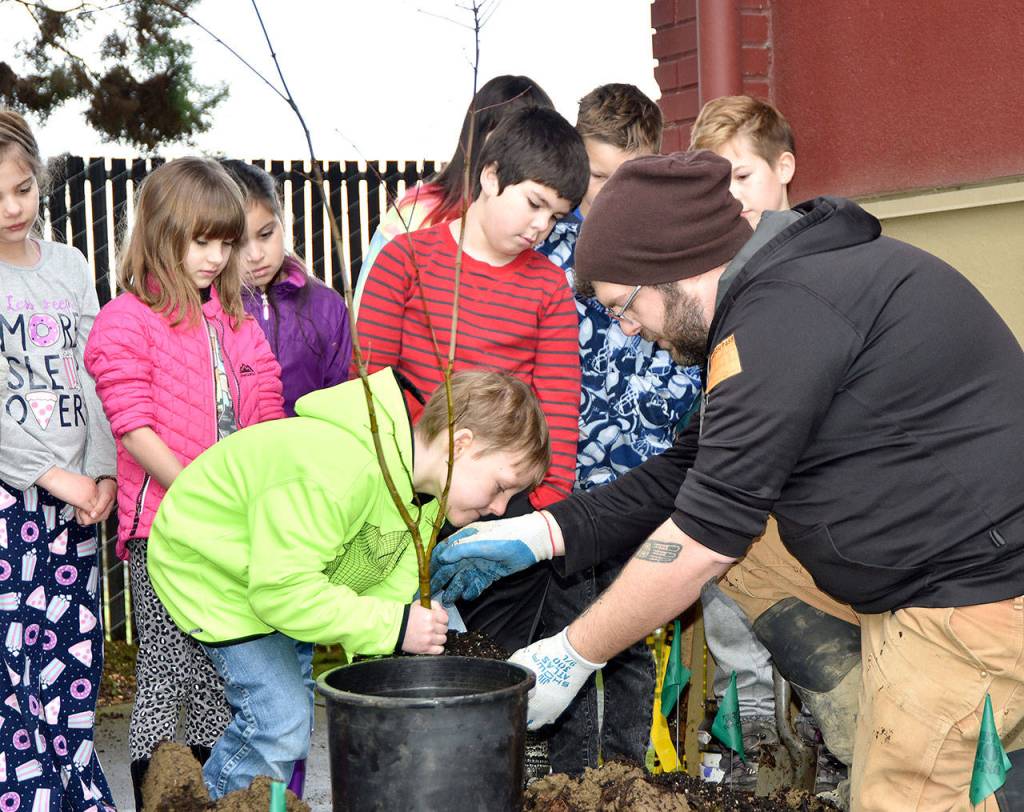 Jayden Smith sets a vine maple sapling into a new hole, with the help of Geoff Bough of Stewardship Partners, to start the planting of Carnation Elementary Schools rain garden Friday, Jan. 19. (Carol Ladwig/Staff Photo)