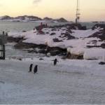 A group of penguins walk across an icy path at the Palmer Station in Antarctica. (Courtesy Photo)