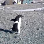 A photo of a penguin used in Hagers short film. (Courtesy Photo)