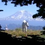 A Washington state mountain goat seen in the Cascade Mountains. Contributed photo/Tom Kogut