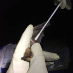 Researcher swabs a bats wing to collect a sample to test for the presence of the fungus that causes white-nose syndrome. Photo courtesy of Washington Department of Fish & Wildlife
