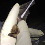 Devastating bat disease spreading from first case discovered in North Bend