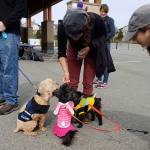Mount Si students host fourth Bark for Life cancer research fundraiser