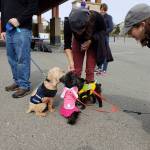 A few dogs are fed treats while organizers prepare the costume contest at Bark for Life. Evan Pappas/Staff Photo