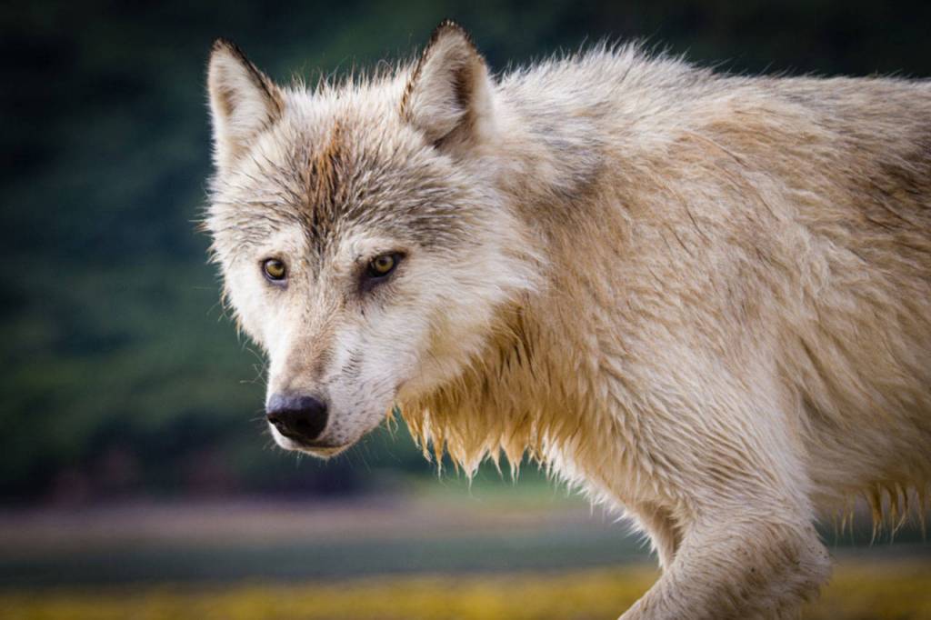 A grey wolf observed in Amalik Bay. NPS Photo/D. Kopshever.