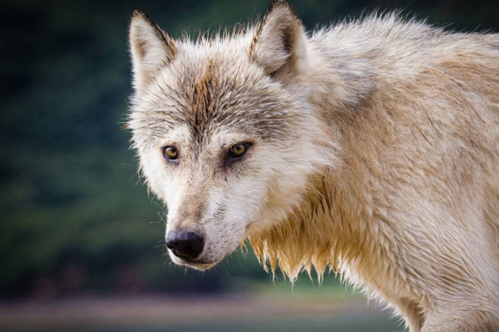 Wildlife speaker to give update on wolf population at North Bend event April 16
