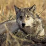 Gray wolves historically roamed across the state but were eradicated in Washington by 1930s. In recent decades wolves have been migrating back to the state from Canada, Idaho and Oregon. John and Karen Hollingsworth/U.S. Fish and Wildlife Service