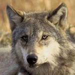 Gray wolves could soon return to native territory in Western Washington