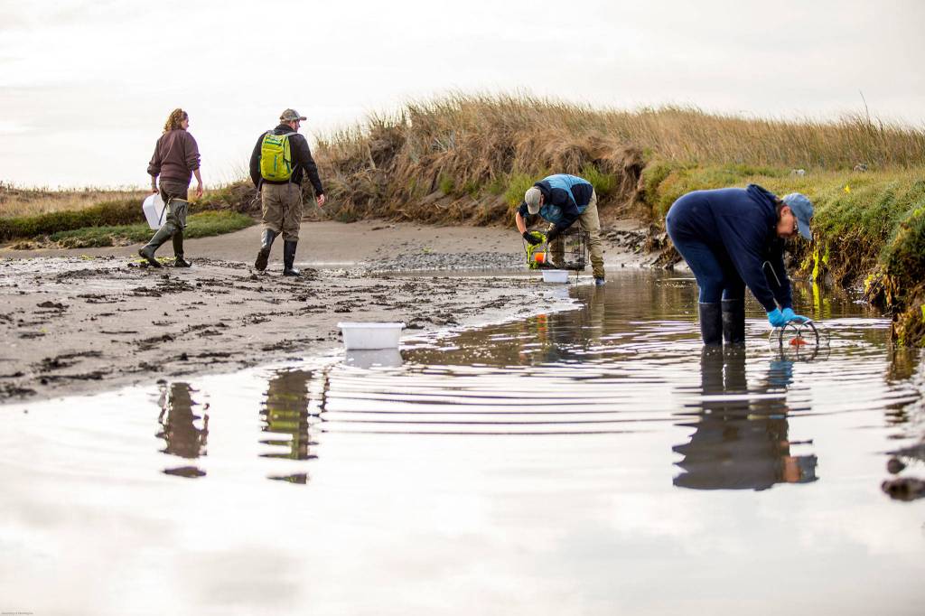 Resource managers began trapping weekly for European green crab on April 1 on Dungeness Spit. So far, theyve caught 22 crabs and plan to continue trapping through October unless no more crabs are caught. (University of Washington)