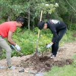 Dhiman and Jiang, work together on removing blackberry roots. Evan Pappas/Staff Photo