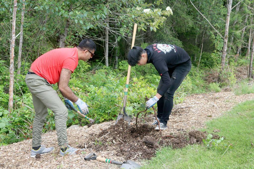 Dhiman and Jiang, work together on removing blackberry roots. Evan Pappas/Staff Photo