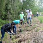 Several volunteers work on clearing a hillside at the edge of Stillwater Bog at Snoqualmie Community Park. Evan Pappas/Staff Photo