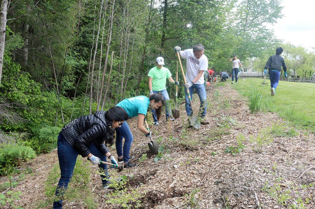 Several volunteers work on clearing a hillside at the edge of Stillwater Bog at Snoqualmie Community Park. Evan Pappas/Staff Photo