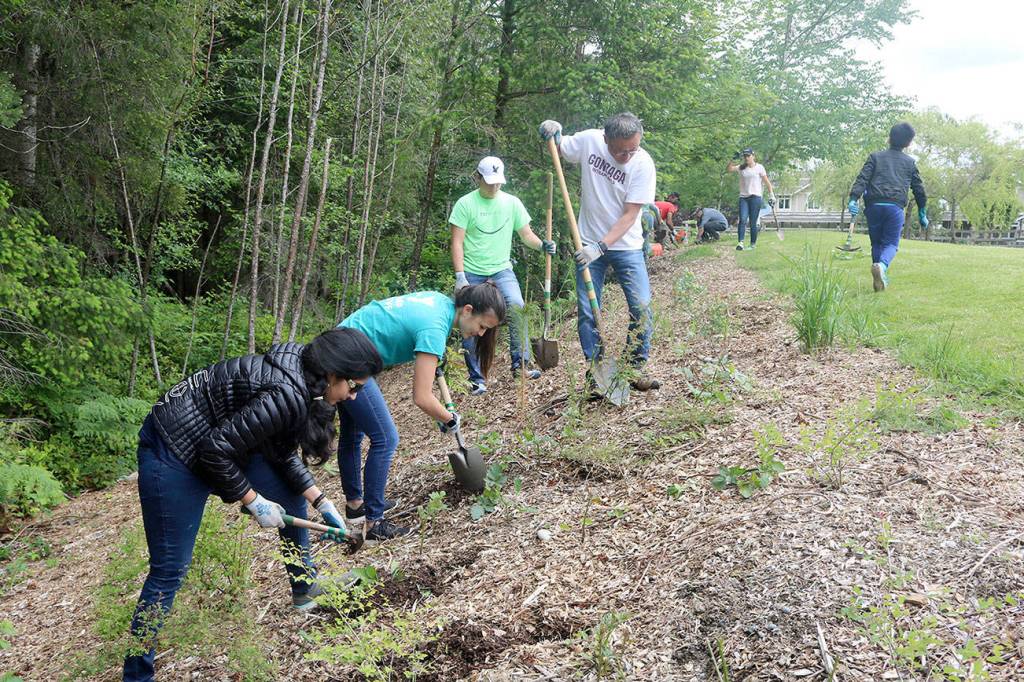 Valley volunteers help remove invasive plants from Stillwater Bog