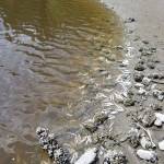 Hundreds of smelt wash ashore in Liberty Bay
