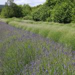 Ivy Cheung runs a small, 1-acre lavender farm on her Fall City property. Lavender blooms in force during July. Aaron Kunkler/Staff photo